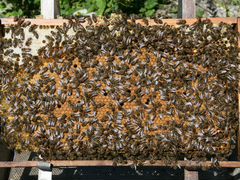 Пчёлы 120 пакетов