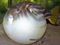 Тетрадон фахака (рыба шар)