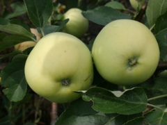 Яблони на семенном клоновом подвое