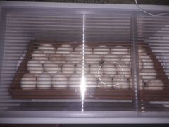 Яйцо, инкубационное гусиное