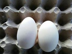 Яйцо инкубационное гусиное утиное