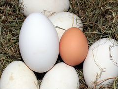 Гусиные яйца для инкубатора