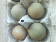 Яйцо Румынского фазана