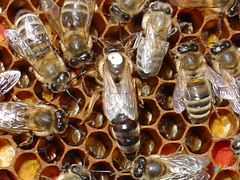 Пчелопакеты, среднерусские пчелы