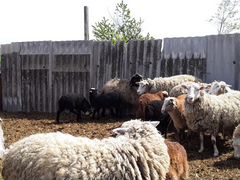 Овцы Продаю 25 ягнят ярочек от 2х месяцев и старше