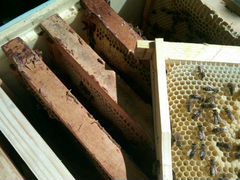 Пчелопакеты, отводки,семьи пчелы