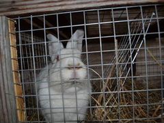 Тушка кролика(закол при вас)