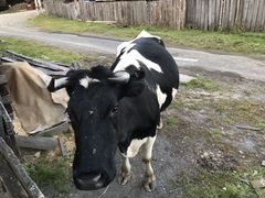 Корова дойная или на мясо