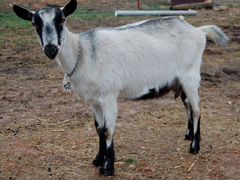 Породистые козы с запасом сена на зимовку