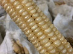 Кукуруза белая в кочанах сорт "Адыгэ Нартыху"