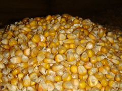 Продам кукурузу зерно