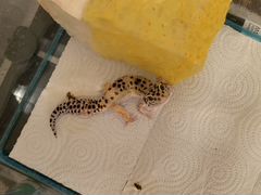 Леопардовый геккон