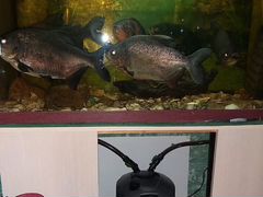 Продам аквариум с рыбами