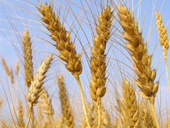 Пшеница урожая 2019г