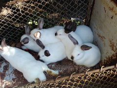 Продам чистокровных калифорнийских кроликов