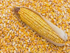 Кукуруза в больших объёмах