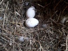 Яйцо гусинное на инкубацию