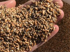 Зерноотход пшеницы