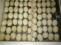 Продаются яйца- лаванда