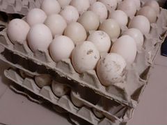 Утиные яйца для инкубатора