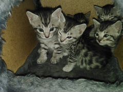 Котики от бенгальской кошки