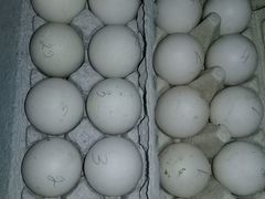Хаки Кемпебелл инкубационное яйцо