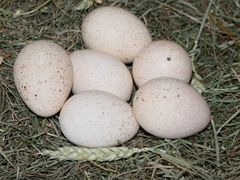 Яйца Индейки домашние