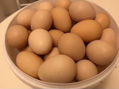 Яйца кур породы брама
