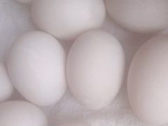 Яйцо инкубационное белой бойлерной индоутки