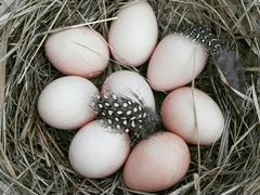 Цесариное инкубационное яйцо