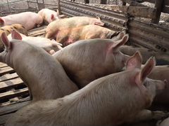 Продам свиней живым весом (русская белая- канадска