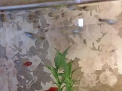 Рыбки мальки