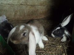 Продам кроликов породы Ризен и Французский баран
