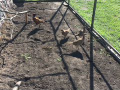 Семья фазанов охотничьих-самец и три самки,несутся
