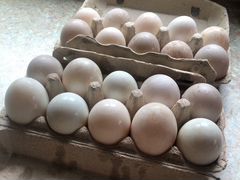 Инкубационные Яйца утки