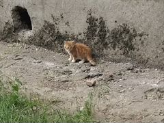 Котенок ищет дом