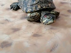 Черепаха краснаухая