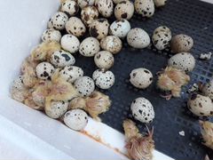 Инкубационные яйца перепелов