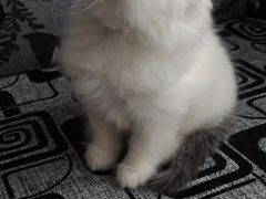 Пушистый белый котёнок