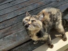 Котята шотландской кошки,кушают сами,к лотку приуч