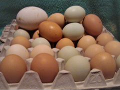 Адлерская Серебристая яйцо оплод отличный