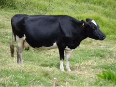 Корова голштинская