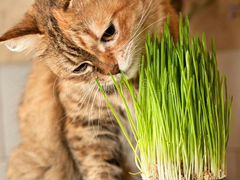 Трава для питомцев кошек, кроликов, хомячков