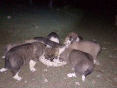 Кавказская порода щенки