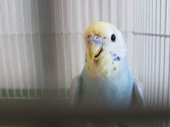 Волнистый попугайчик Радужного окраса