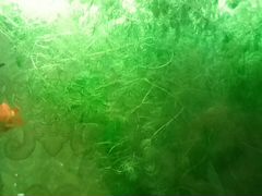Аквариум, сомики и водоросли живые