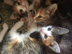 Котята девочки, 1,5 месяца