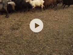 Обменяю диз.топливо на овец и баранов