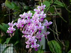 Орхидея phalaenopsis equestris
