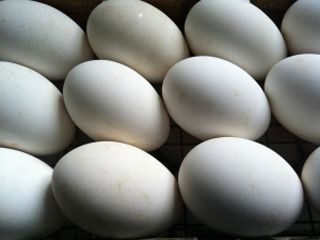 Яйцо гусиное инкубационное Линдовской породы